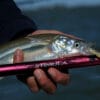 Caña Shimano Stimula 4,20 M 40/80 G Pejerrey Telescópica