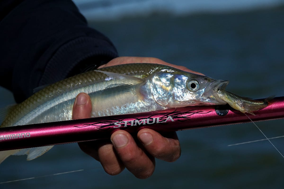 Caña Shimano Stimula 4,20 M 40/80 G Pejerrey Telescópica